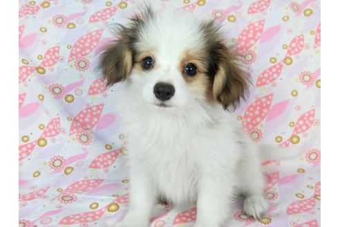 成約済の千葉県のパピヨン-73265の5枚目