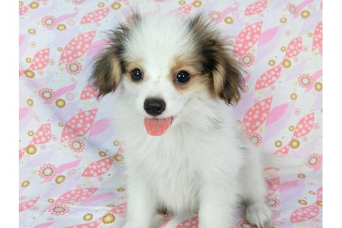 成約済の千葉県のパピヨン-73265の4枚目