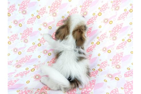 成約済の千葉県のパピヨン-73265の3枚目