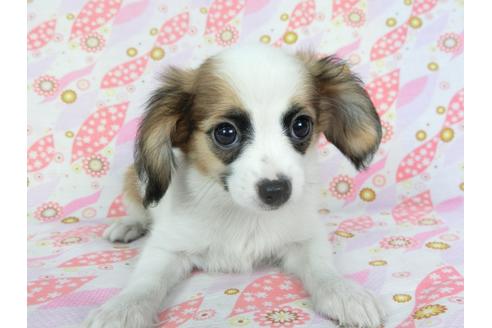 成約済の千葉県のパピヨン-72574の1枚目