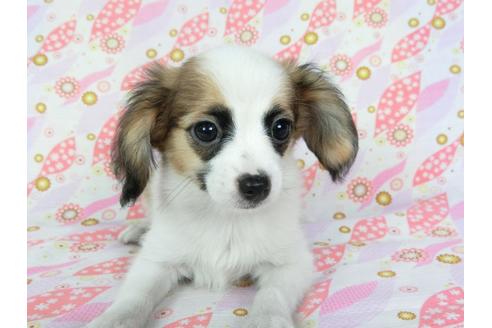 成約済の千葉県のパピヨン-72574の4枚目