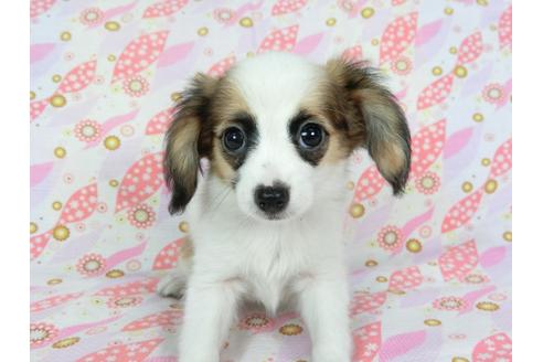 成約済の千葉県のパピヨン-72574の3枚目