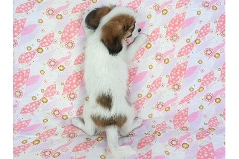 成約済の千葉県のパピヨン-72574の2枚目