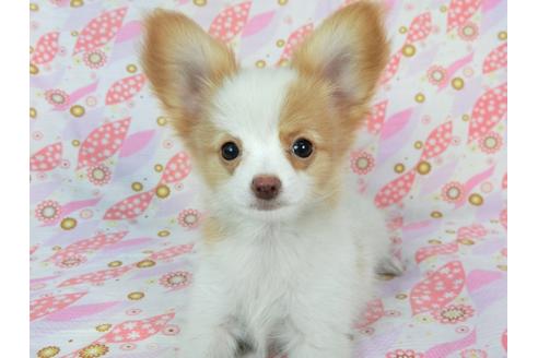 成約済の千葉県のパピヨン-72571の1枚目