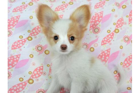 成約済の千葉県のパピヨン-72571の4枚目