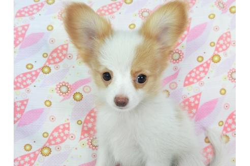 成約済の千葉県のパピヨン-72571の3枚目