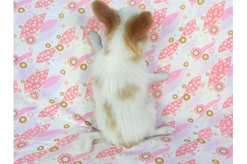 成約済の千葉県のパピヨン-72571の2枚目