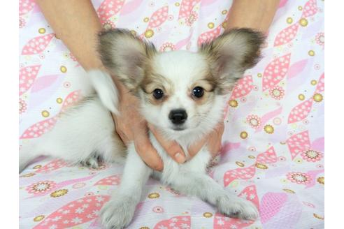 成約済の千葉県のパピヨン-73459の8枚目