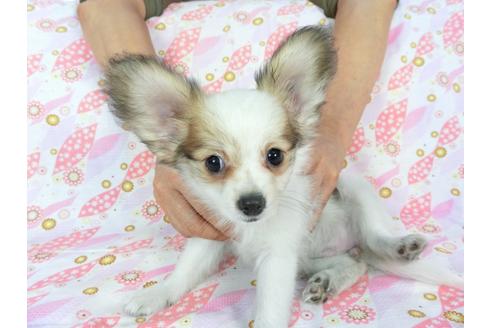 成約済の千葉県のパピヨン-73459の6枚目