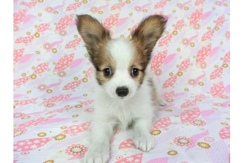 成約済の千葉県のパピヨン-73458の8枚目