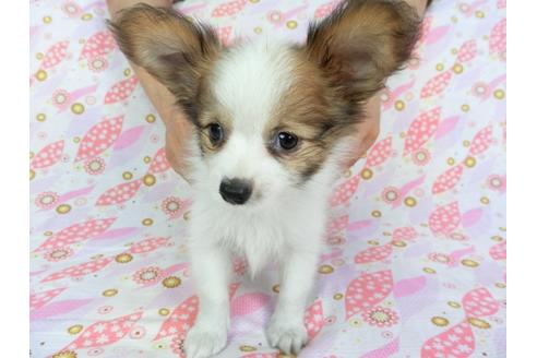 成約済の千葉県のパピヨン-73458の7枚目