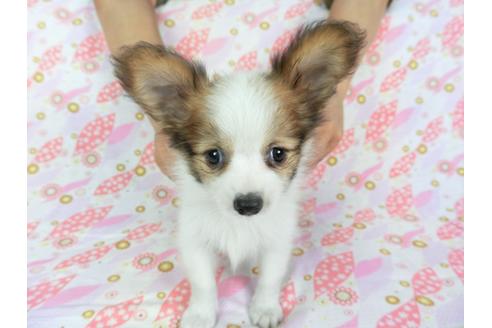 成約済の千葉県のパピヨン-73458の6枚目