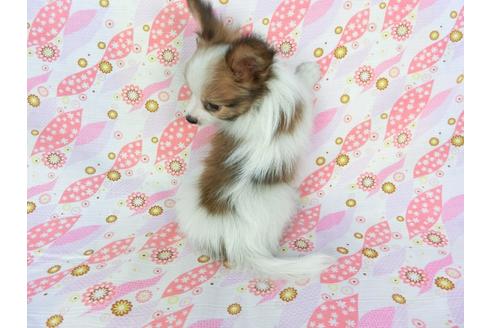 成約済の千葉県のパピヨン-73458の5枚目