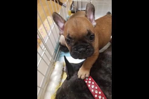 成約済の愛知県のフレンチブルドッグ-72067の1枚目