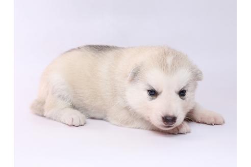 成約済の栃木県のシベリアンハスキー-74460の3枚目