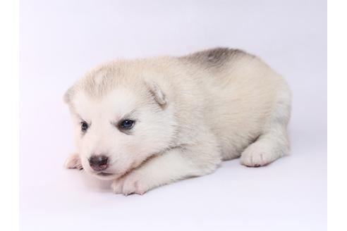 成約済の栃木県のシベリアンハスキー-74460の2枚目