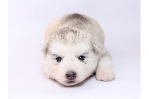 成約済の栃木県のシベリアンハスキー-74462の1枚目