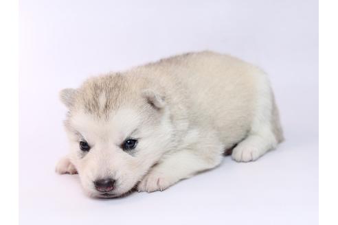 成約済の栃木県のシベリアンハスキー-74464の1枚目