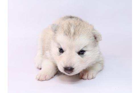 成約済の栃木県のシベリアンハスキー-74464の3枚目