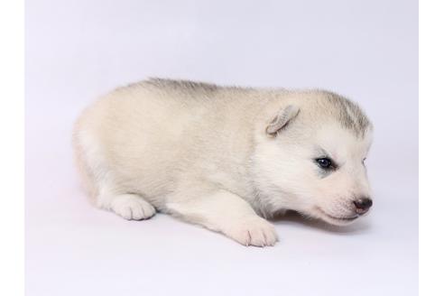 成約済の栃木県のシベリアンハスキー-74464の2枚目