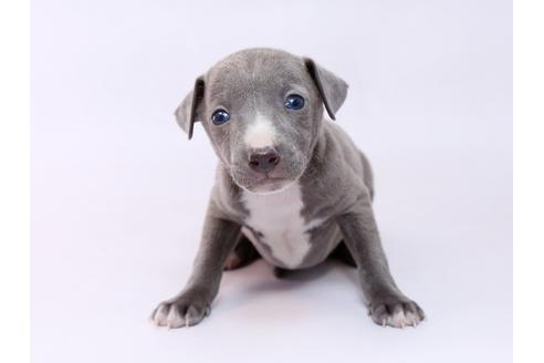 成約済の栃木県のイタリアングレーハウンド(イタグレ)-74465の3枚目