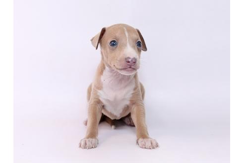 成約済の栃木県のイタリアングレーハウンド(イタグレ)-74469