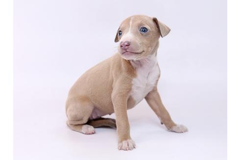 成約済の栃木県のイタリアングレーハウンド(イタグレ)-74469の3枚目