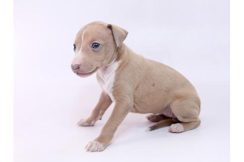 成約済の栃木県のイタリアングレーハウンド(イタグレ)-74469の2枚目