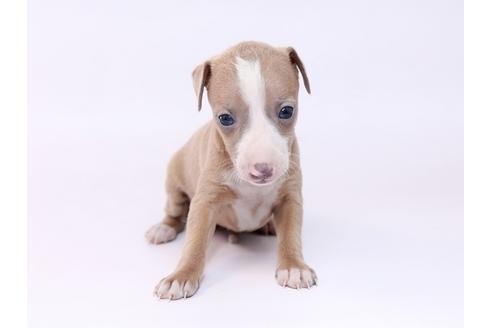 成約済の栃木県のイタリアングレーハウンド(イタグレ)-74470