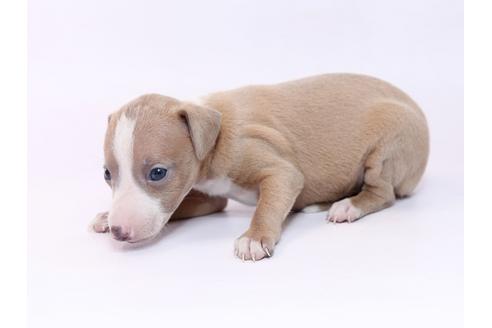 成約済の栃木県のイタリアングレーハウンド(イタグレ)-74470の3枚目