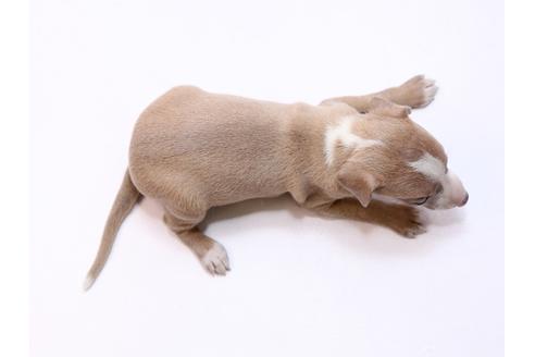 成約済の栃木県のイタリアングレーハウンド(イタグレ)-74470の2枚目