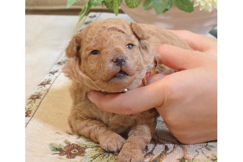 成約済の埼玉県のタイニープードル-74495の33枚目
