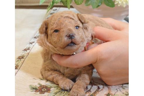 成約済の埼玉県のタイニープードル-74495の33枚目