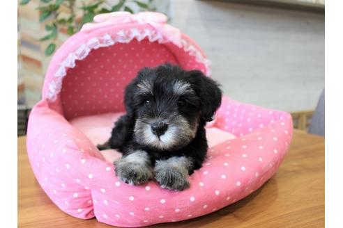 ブラック＆シルバーのミニチュアシュナウザーの子犬を探す（458