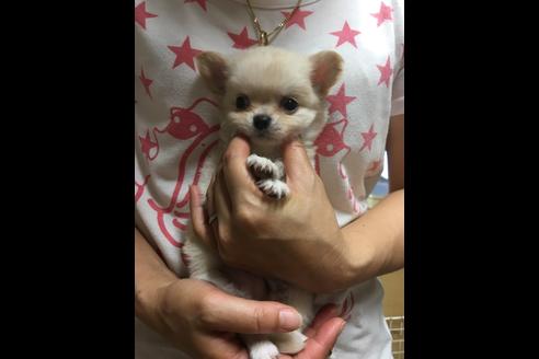 成約済の静岡県のチワワ(ロングコート)-72597