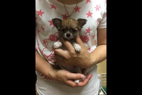 成約済の静岡県のチワワ(ロングコート)-72598