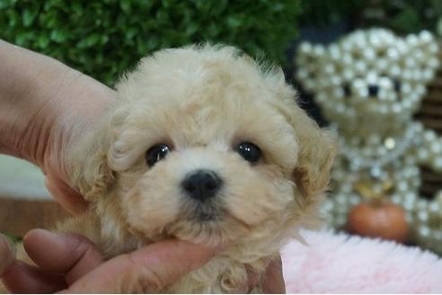 成約済の京都府のティーカッププードル-74585の1枚目