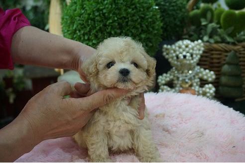 成約済の京都府のティーカッププードル-74585の3枚目