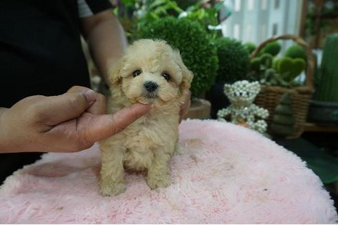 成約済の京都府のティーカッププードル-74585の2枚目