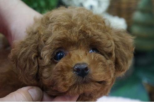 成約済の京都府のティーカッププードル-73490