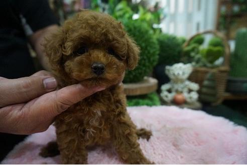 成約済の京都府のティーカッププードル-73490の3枚目