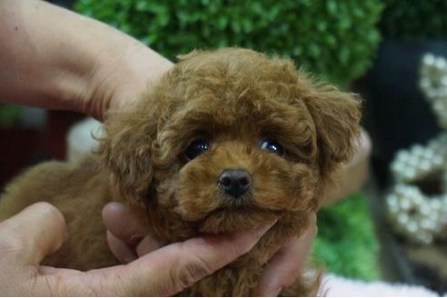 成約済の京都府のティーカッププードル-73490の2枚目