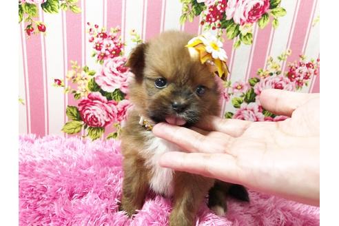 成約済の秋田県のミックス犬-74610の1枚目
