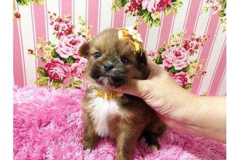 成約済の秋田県のミックス犬-74610の7枚目