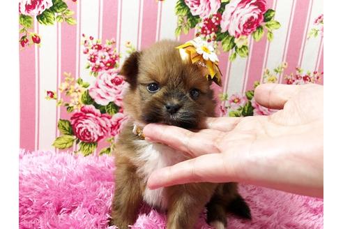 成約済の秋田県のミックス犬-74610の6枚目