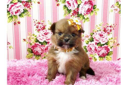 成約済の秋田県のミックス犬-74610の4枚目