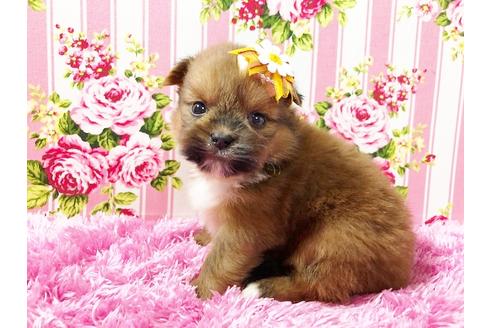 成約済の秋田県のミックス犬-74610の3枚目