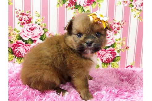 成約済の秋田県のミックス犬-74610の2枚目