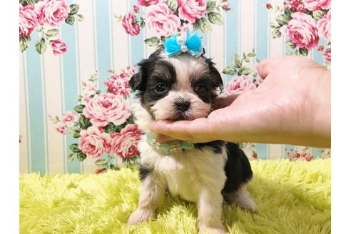 成約済の秋田県のミックス犬-73015