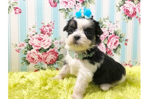 成約済の秋田県のミックス犬-73015の6枚目